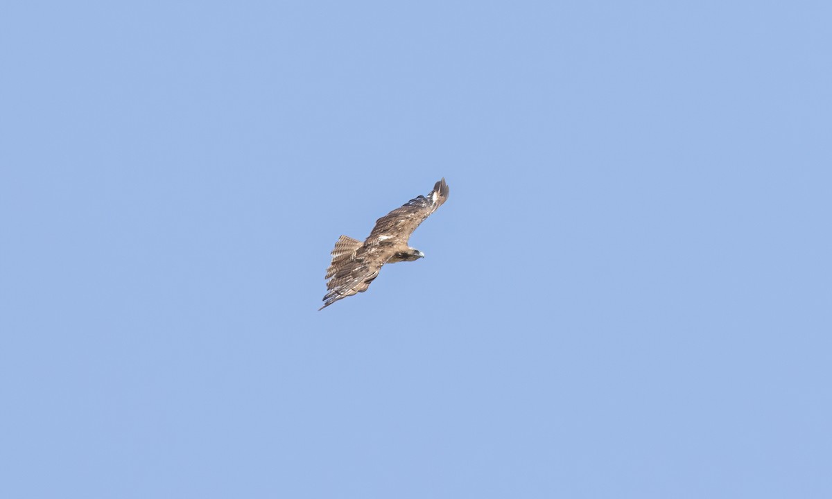 Red-tailed Hawk - ML621474256