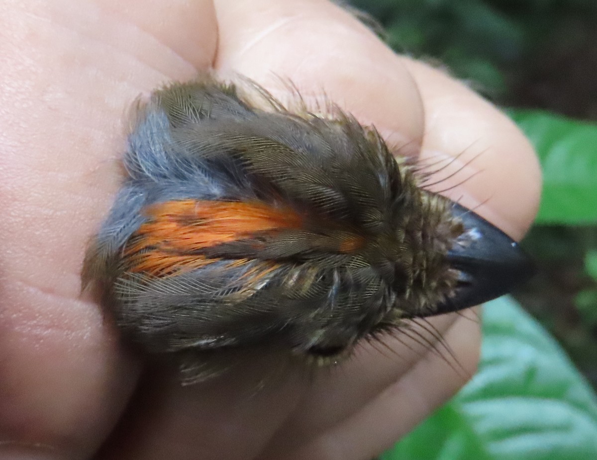 Cinnamon-crested Spadebill - ML621474279