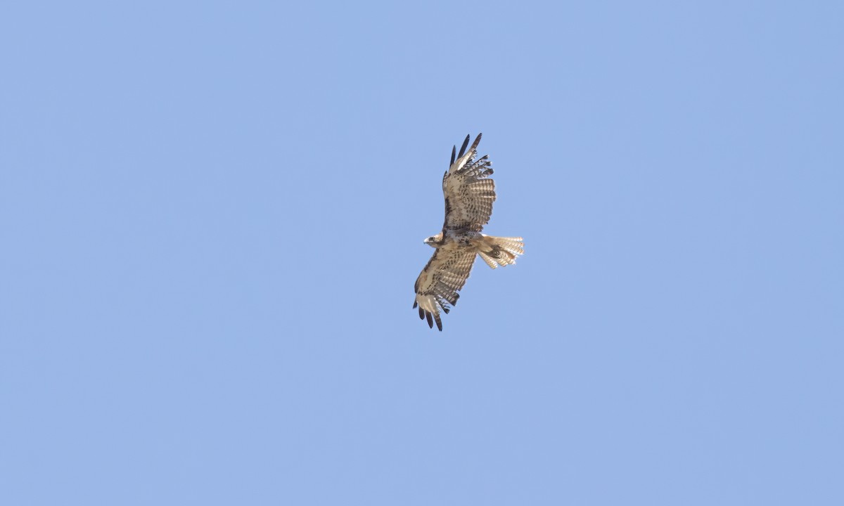 Red-tailed Hawk - ML621474284