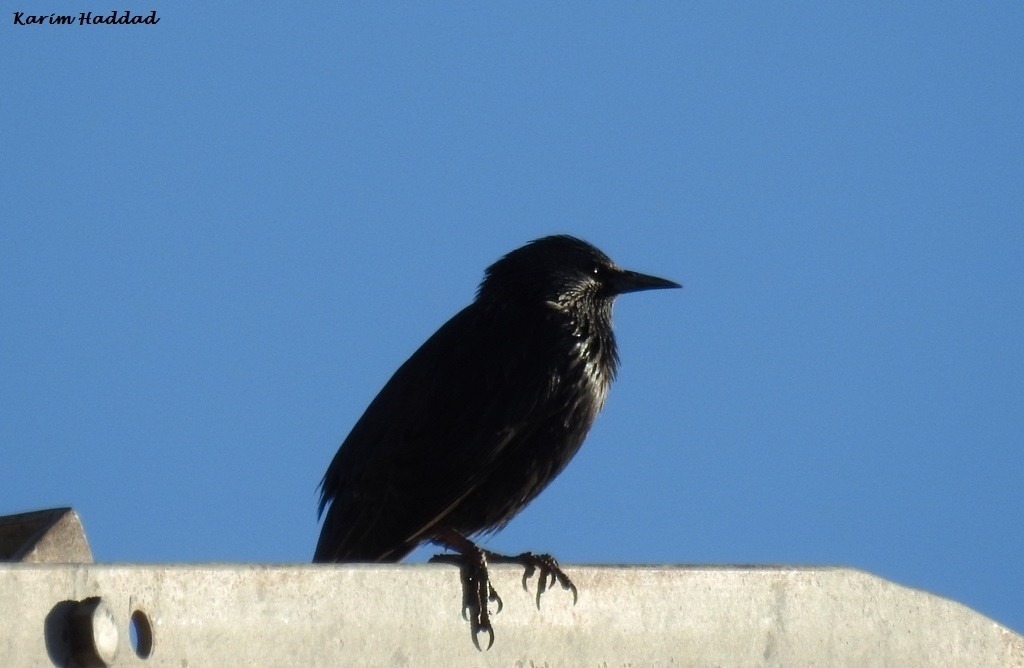 Spotless Starling - ML621474288