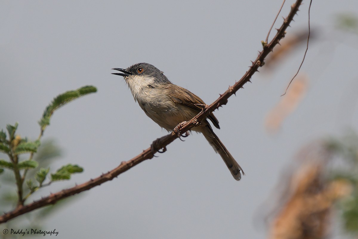 Gray-crowned Prinia - ML621474331