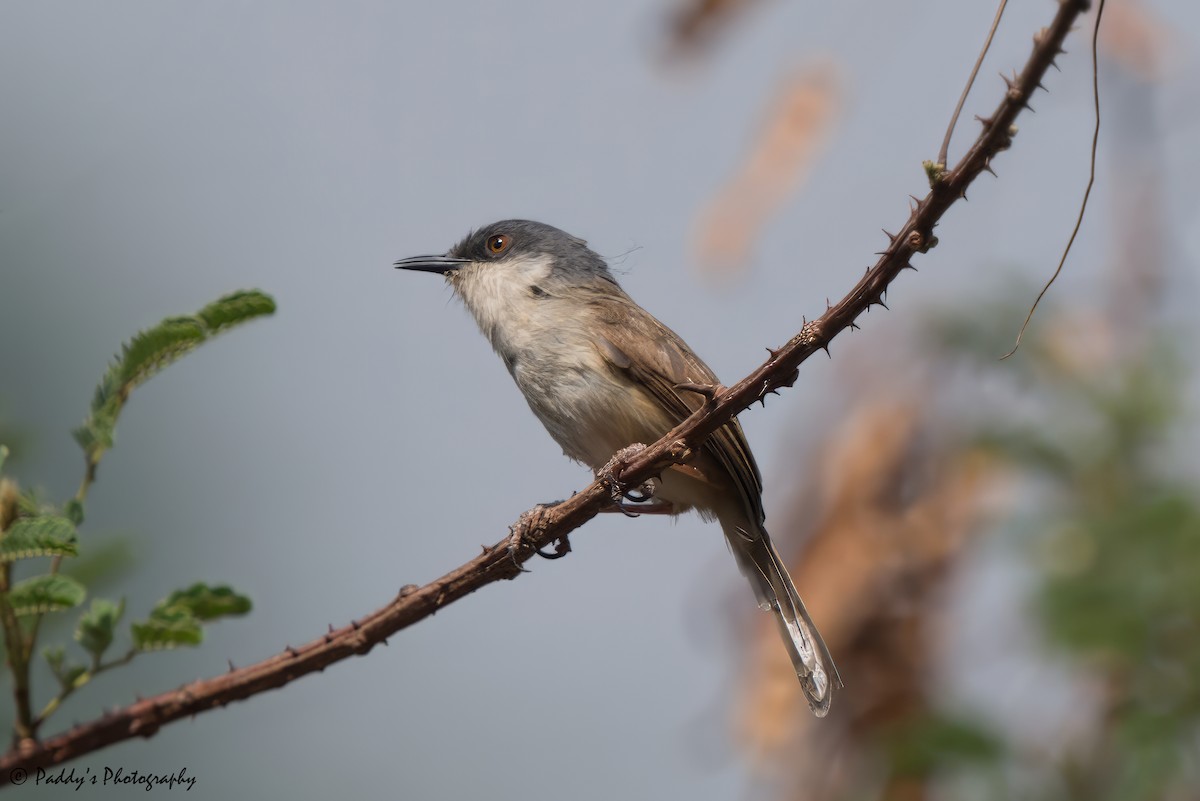 Gray-crowned Prinia - ML621474332