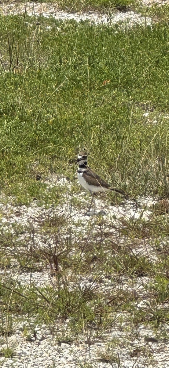 Killdeer - ML621474386