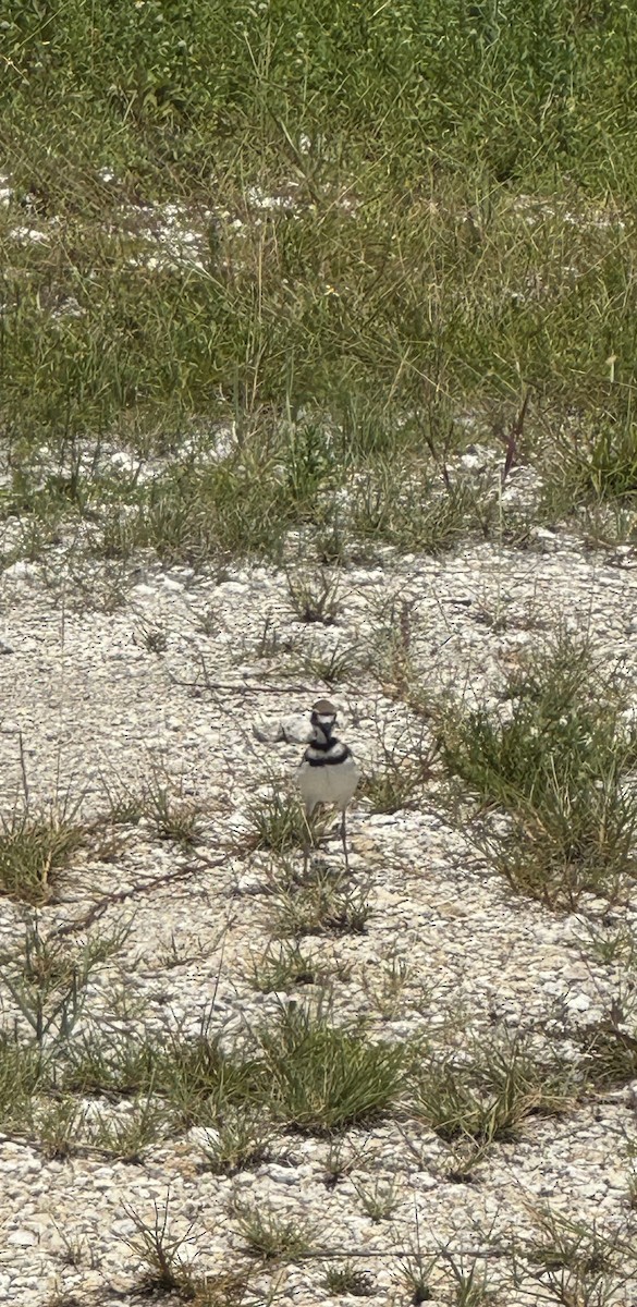 Killdeer - ML621474387