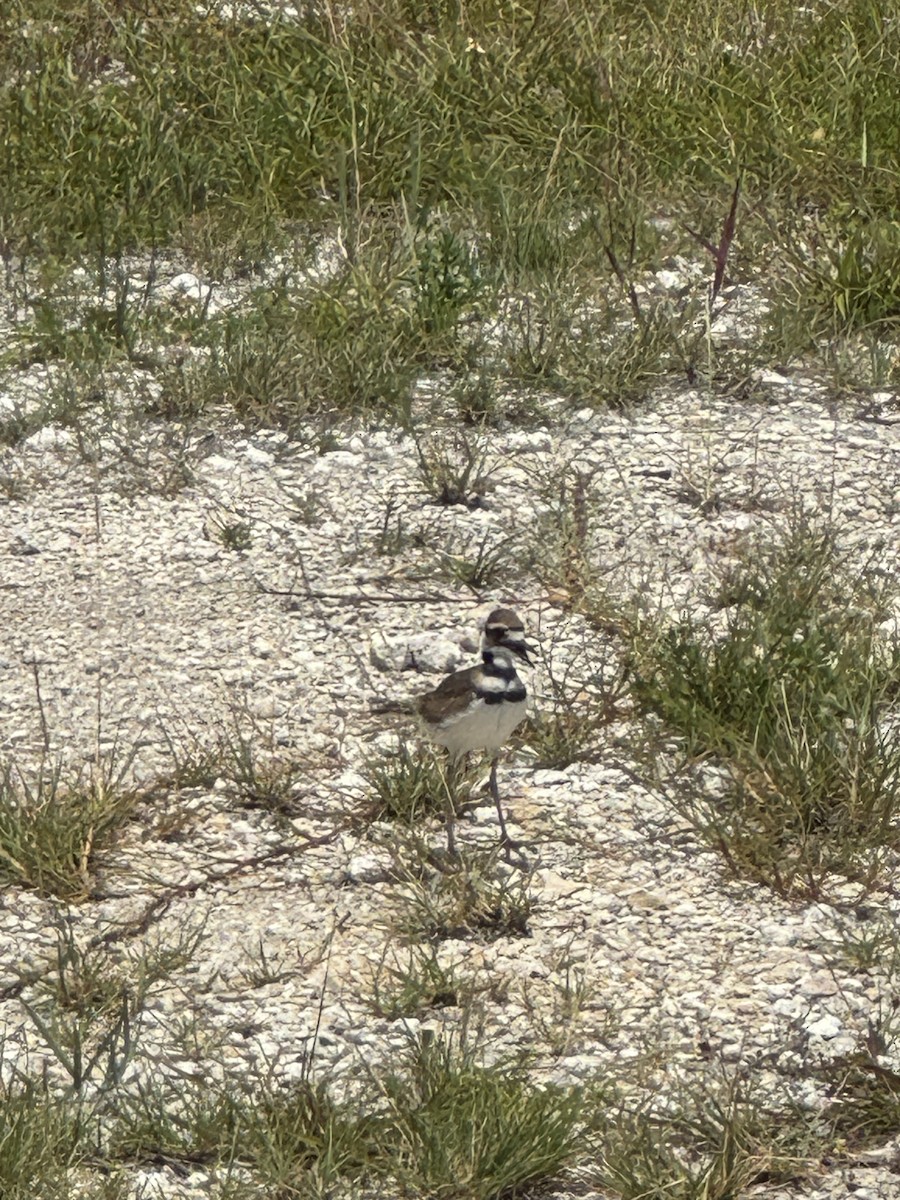 Killdeer - ML621474388