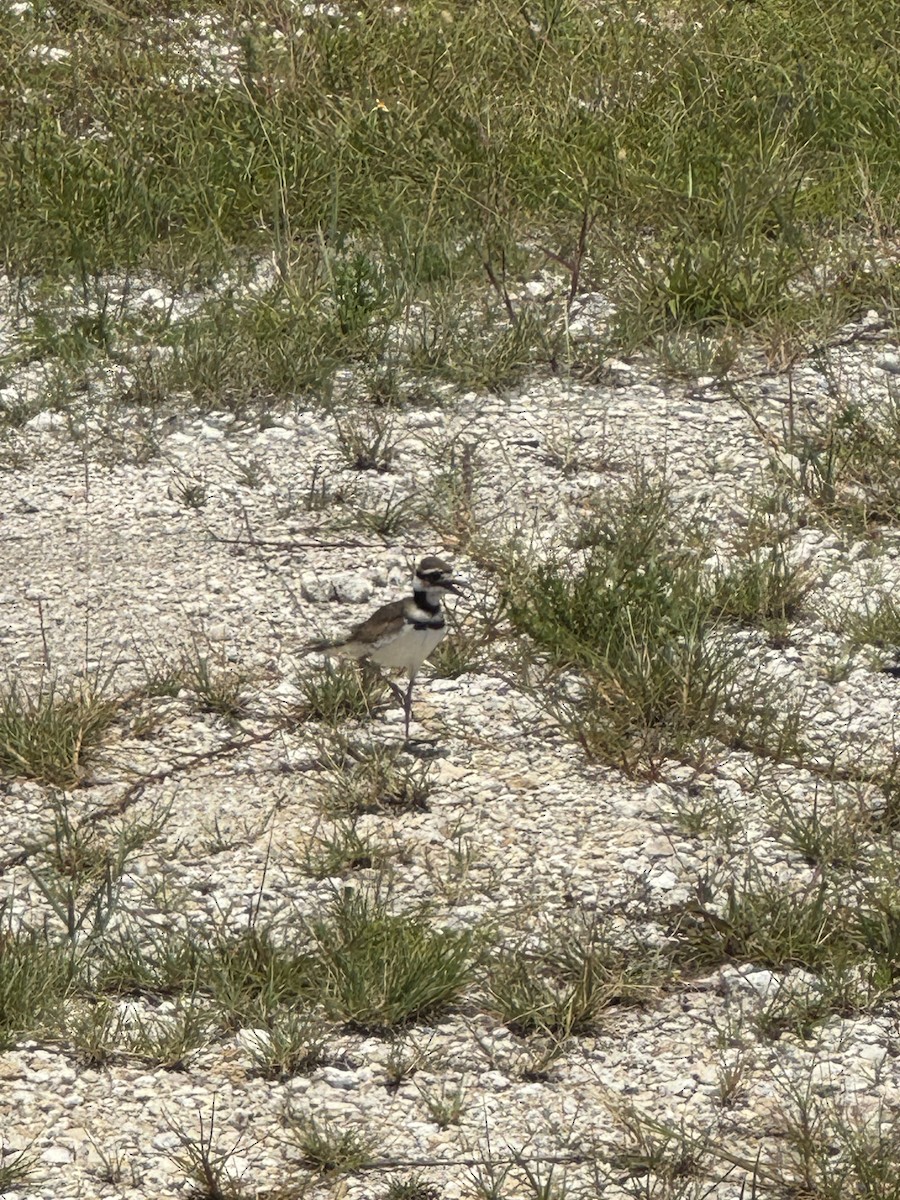 Killdeer - ML621474389