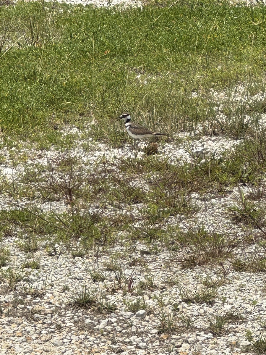 Killdeer - ML621474390
