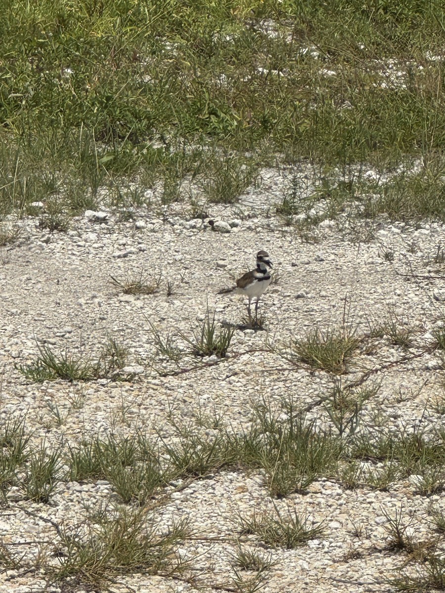 Killdeer - ML621474391