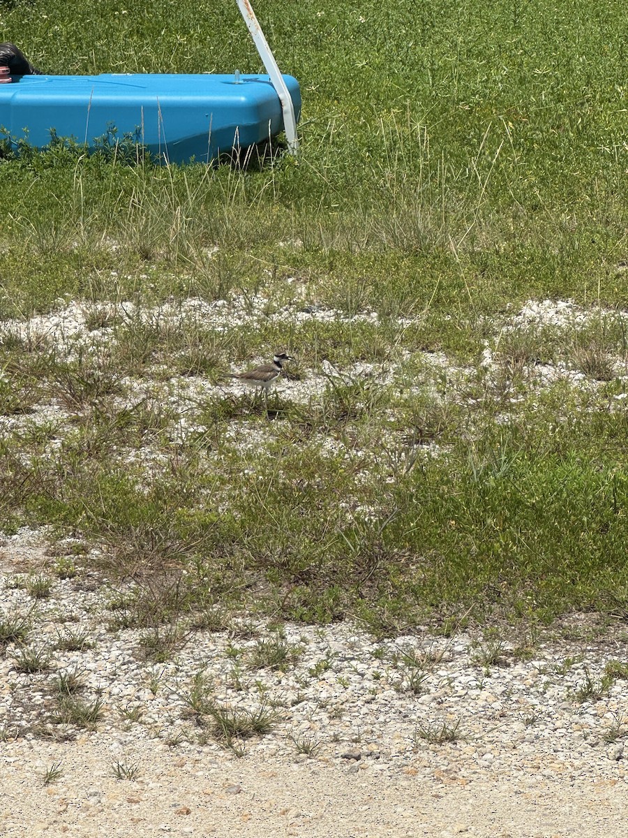 Killdeer - ML621474392