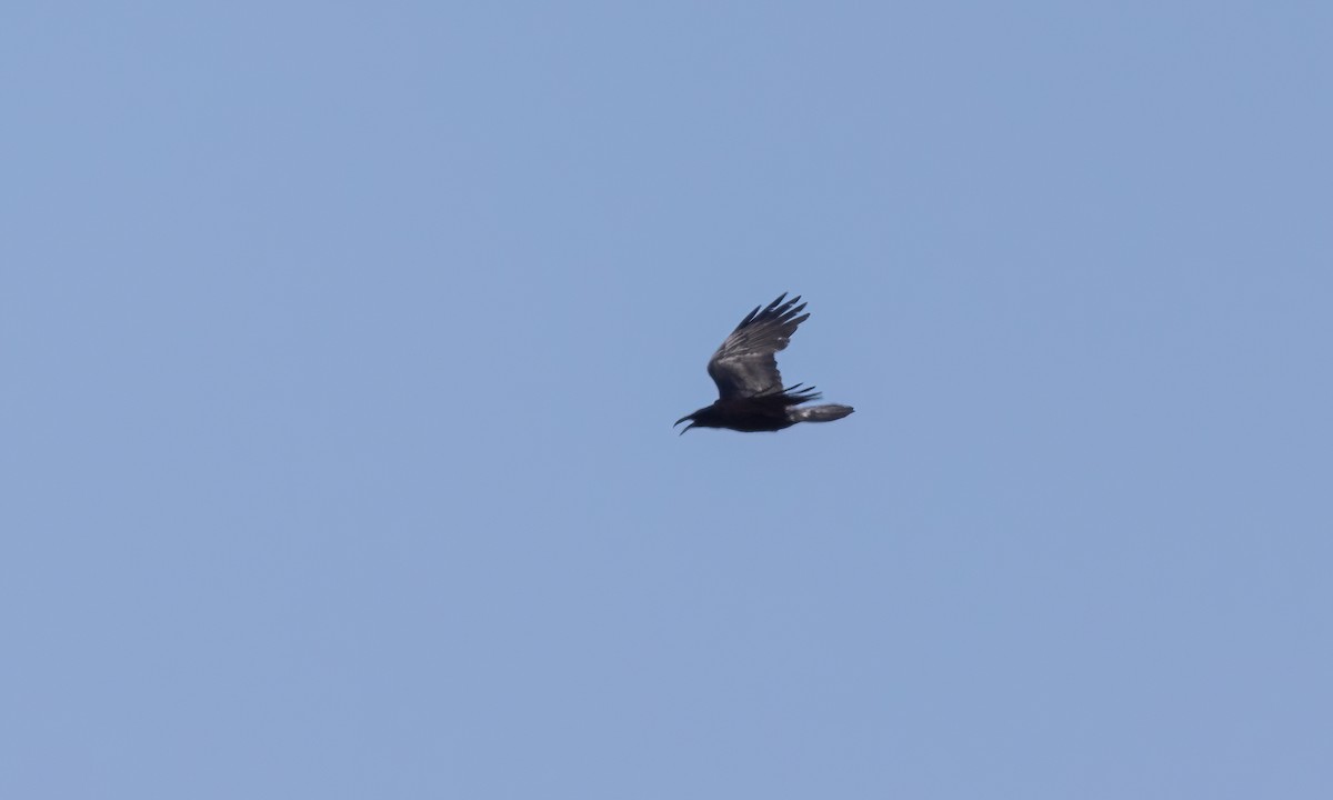 Chihuahuan Raven - Paul Fenwick