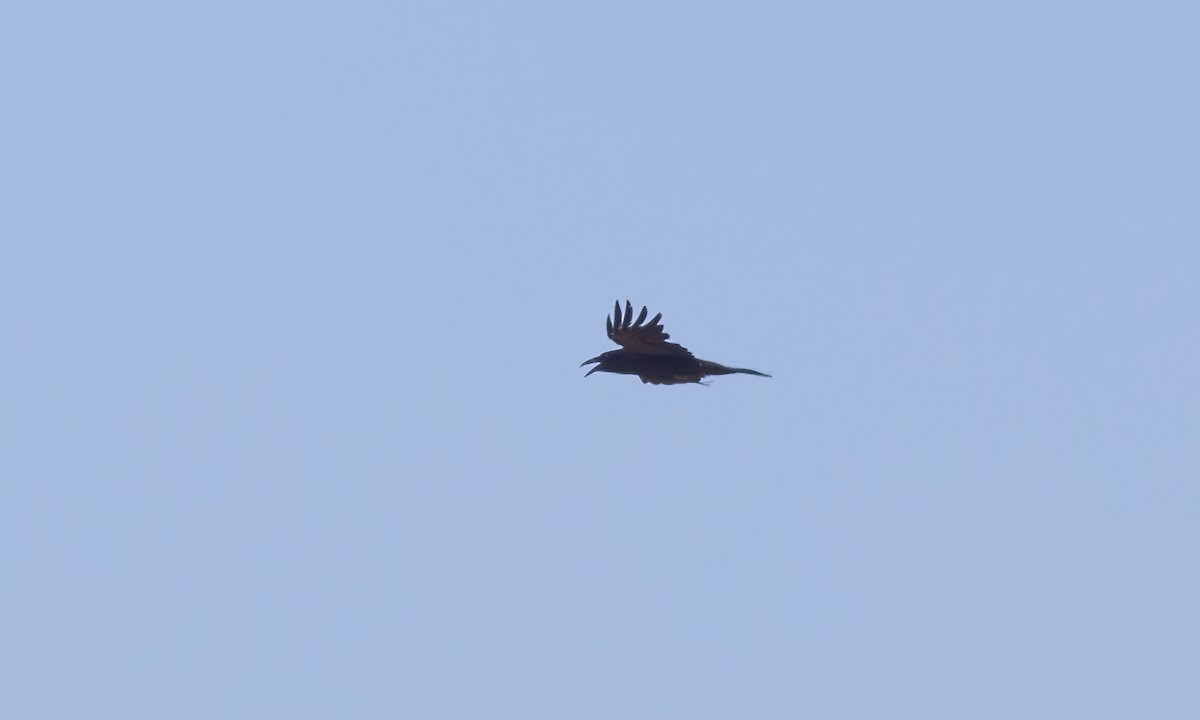 Chihuahuan Raven - ML621474408