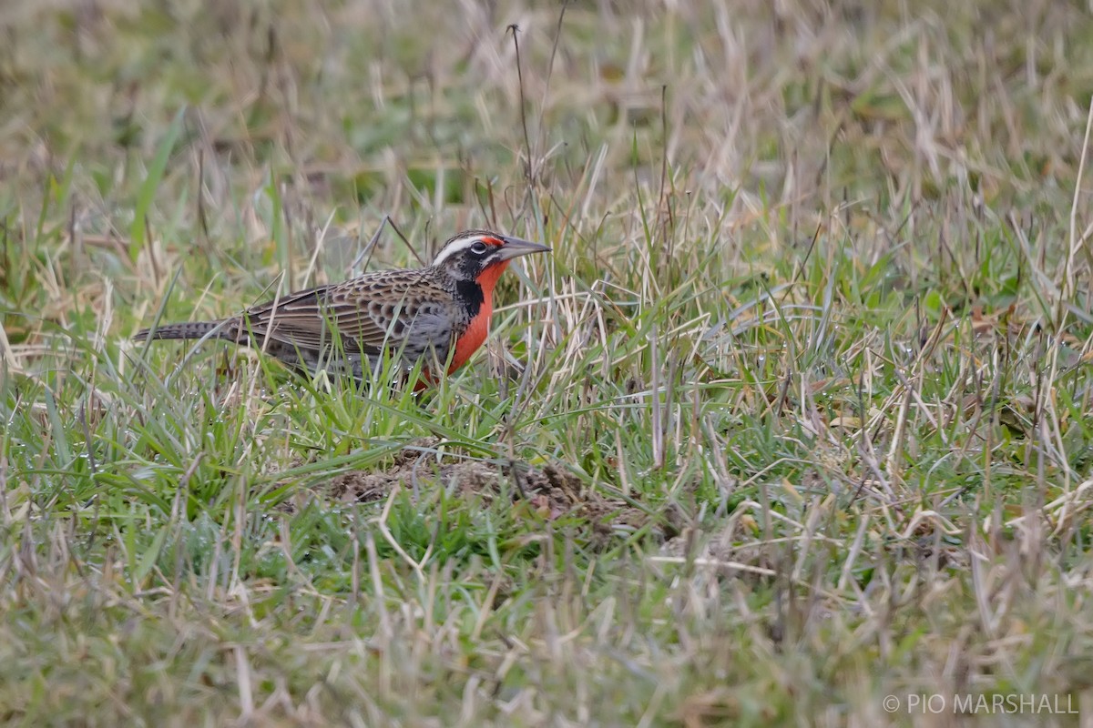 Long-tailed Meadowlark - ML621474428