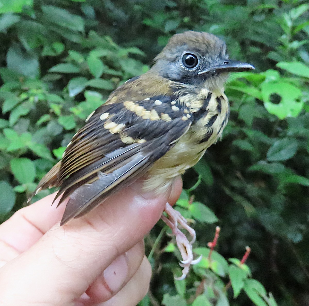 Spot-backed Antbird - sylvain Uriot