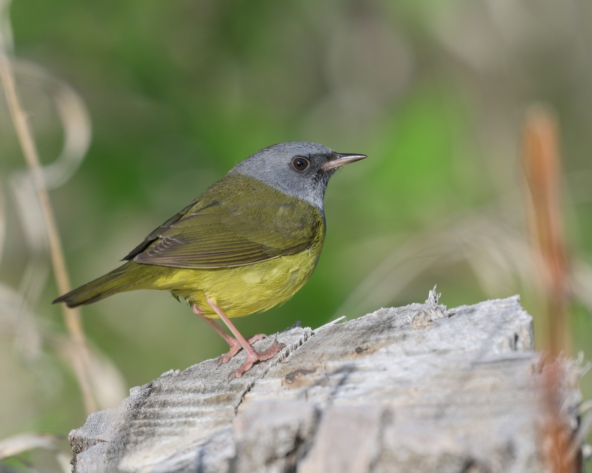 Mourning Warbler - ML621474657