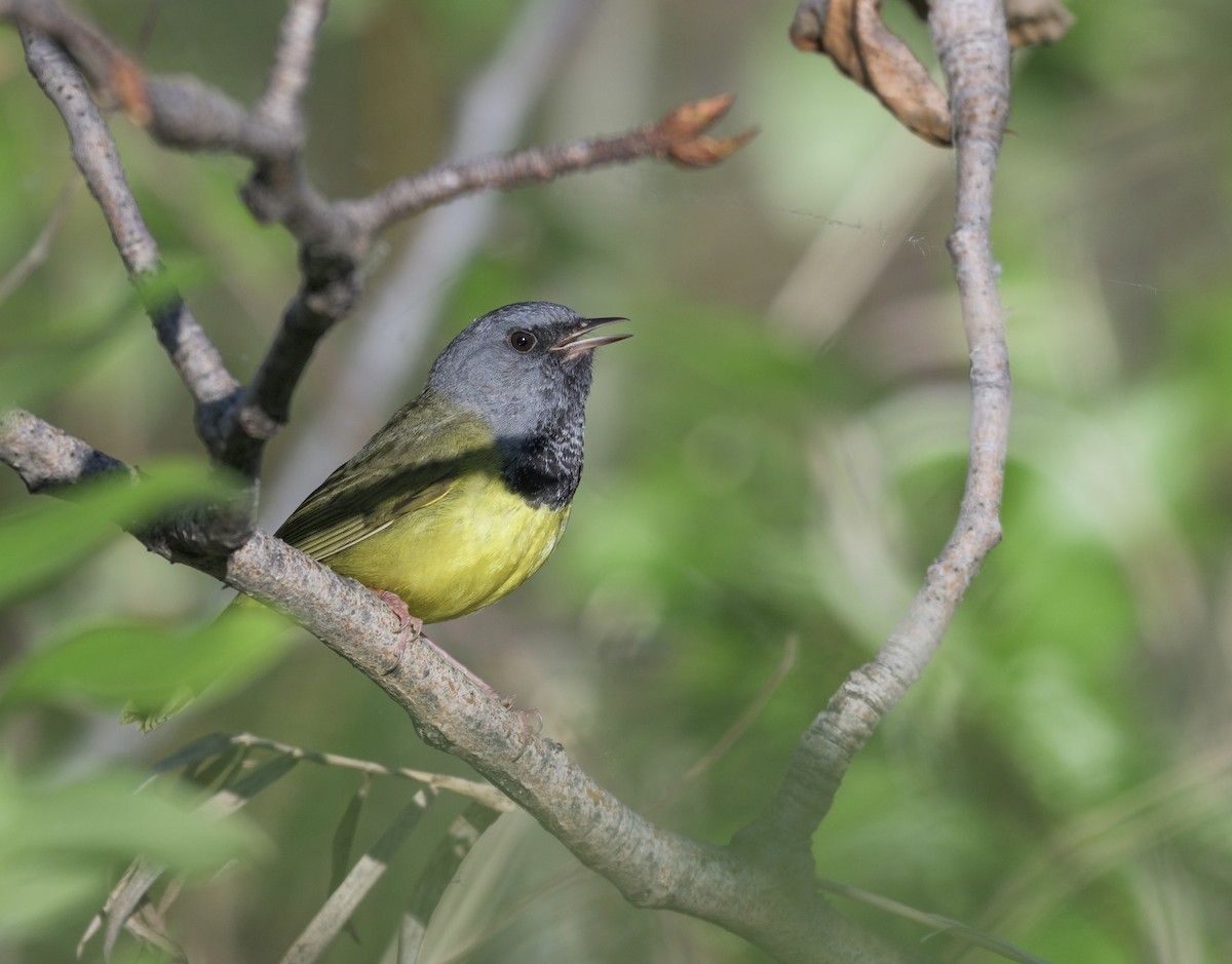 Mourning Warbler - ML621474677