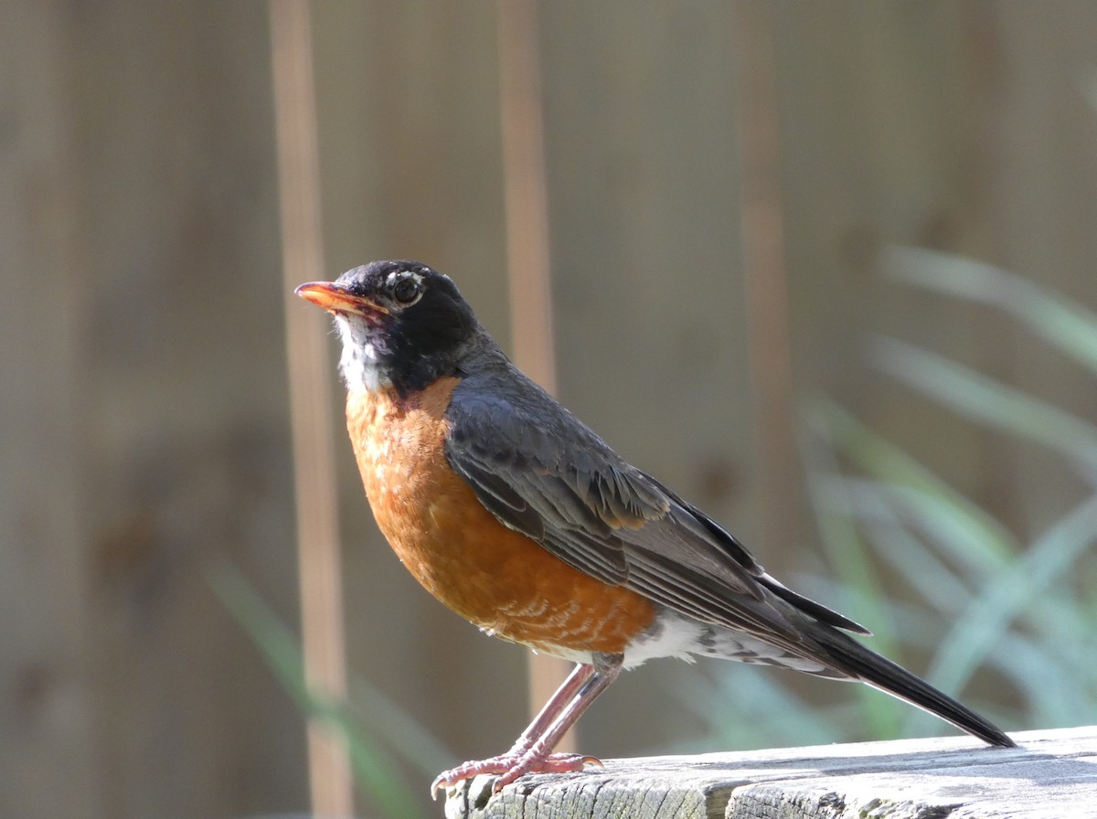 ML621474682 - American Robin - Macaulay Library