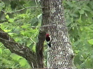 Red-headed Woodpecker - ML621474683