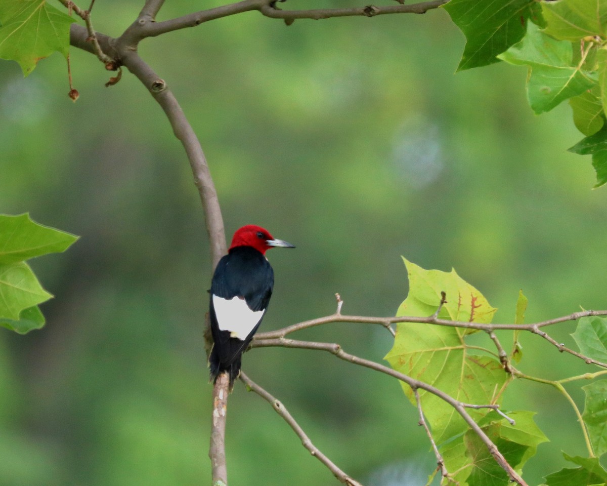 Red-headed Woodpecker - ML621474723