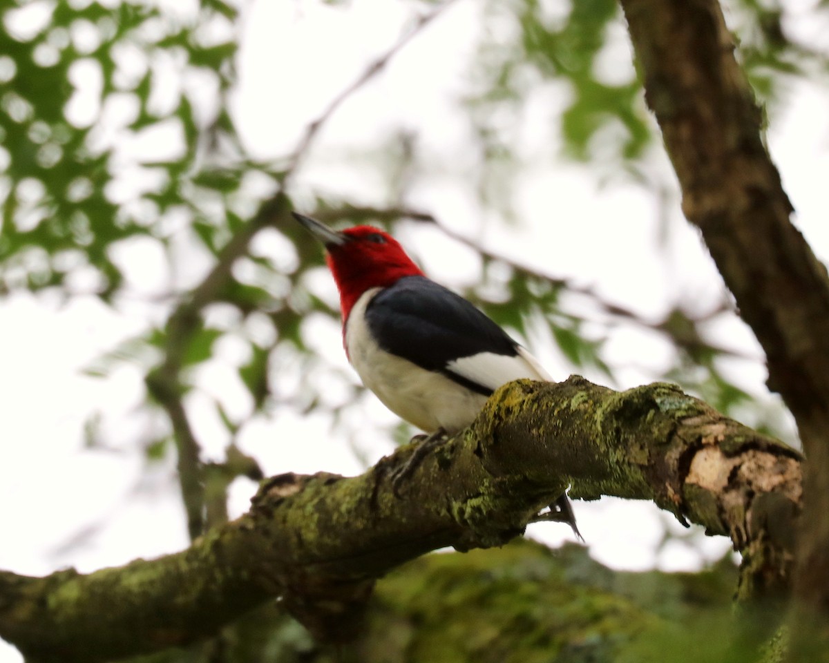 Red-headed Woodpecker - ML621474724