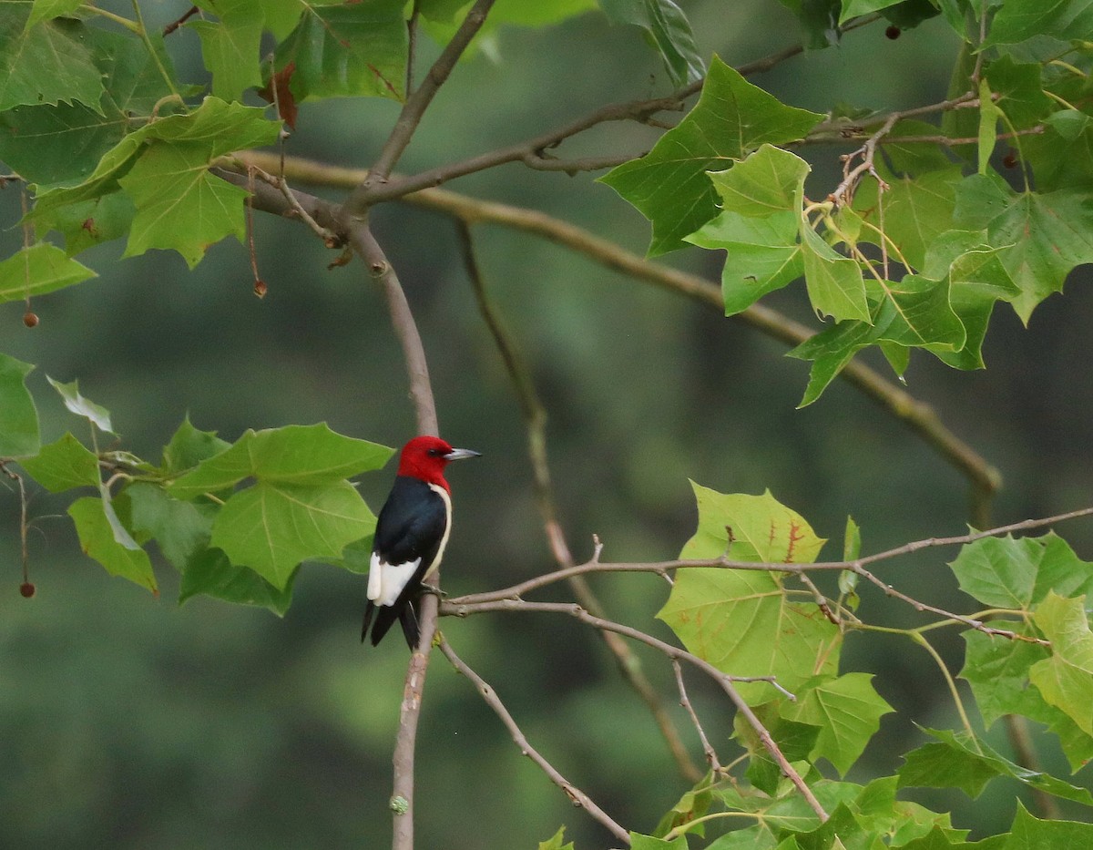 Red-headed Woodpecker - ML621474725