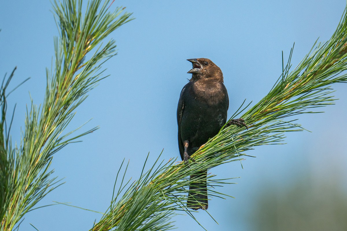 Brown-headed Cowbird - Jo Li