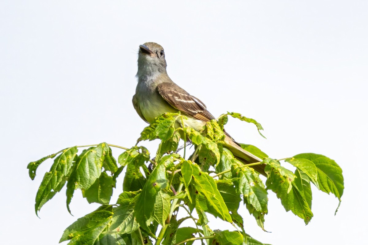 Great Crested Flycatcher - ML621474744