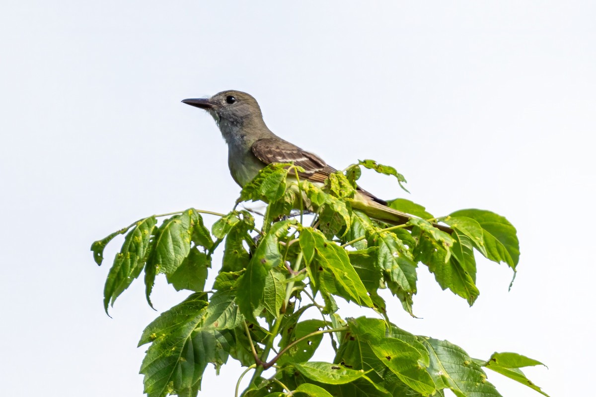 Great Crested Flycatcher - ML621474748