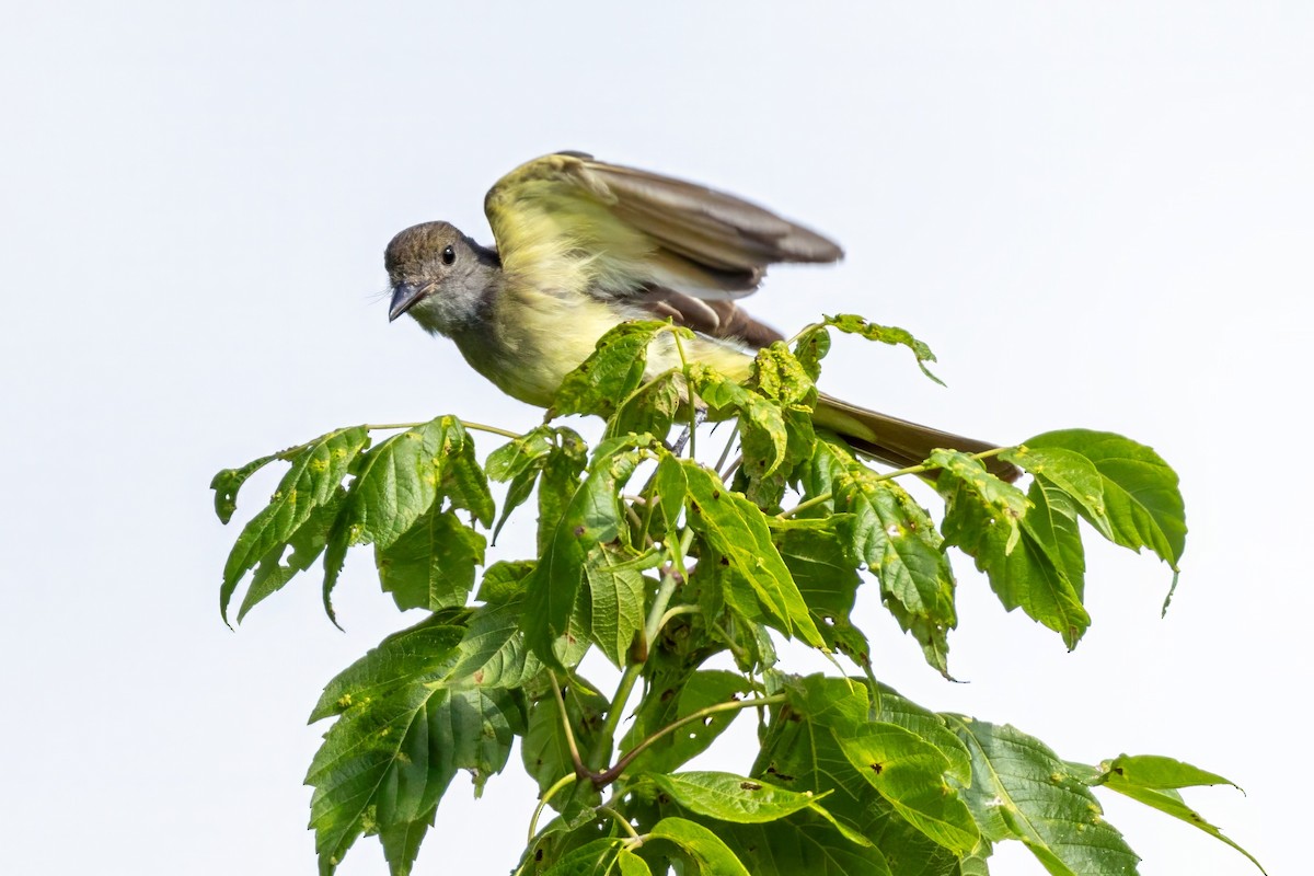 Great Crested Flycatcher - ML621474753