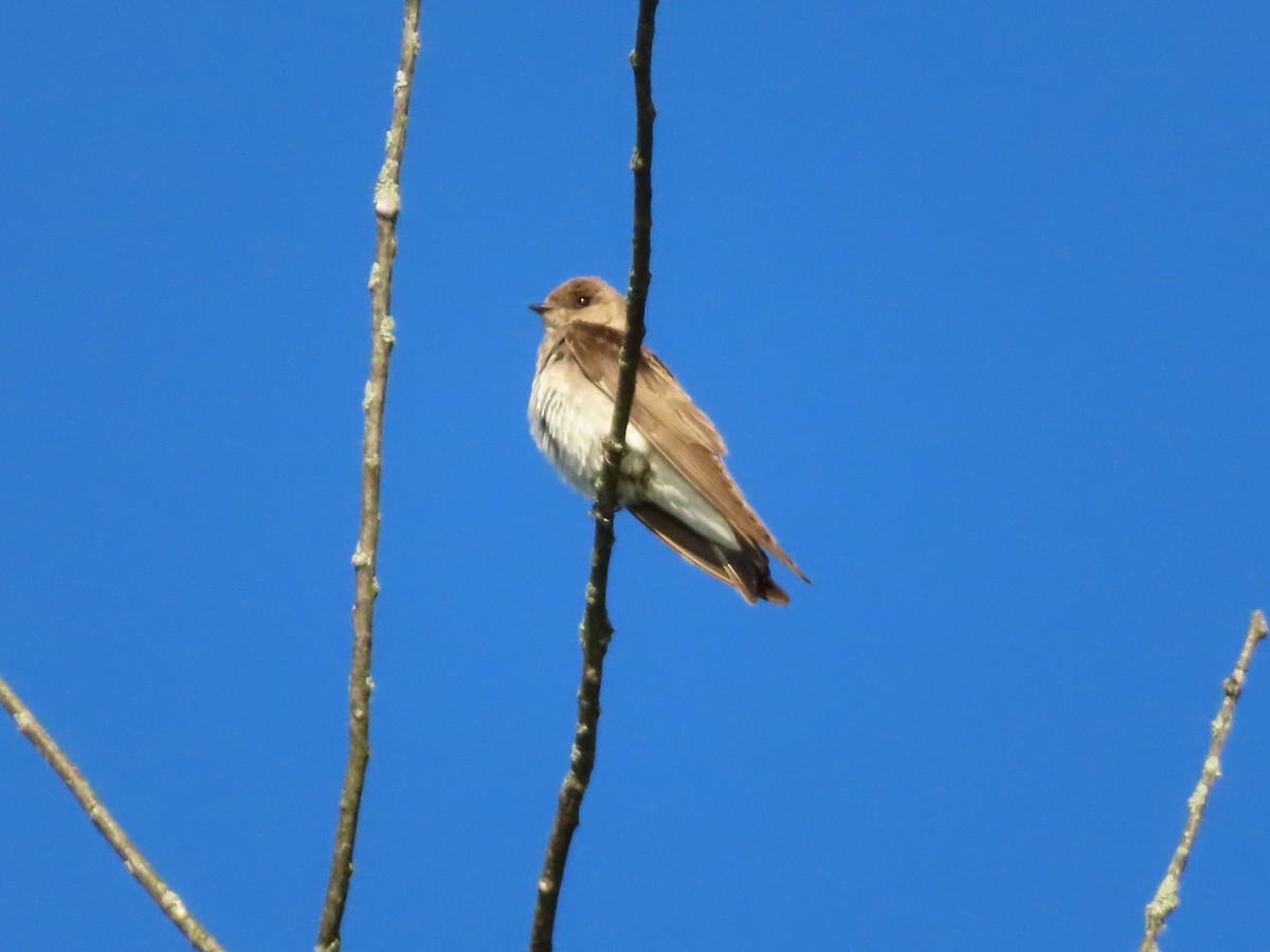 Northern Rough-winged Swallow - SWAMP BRO