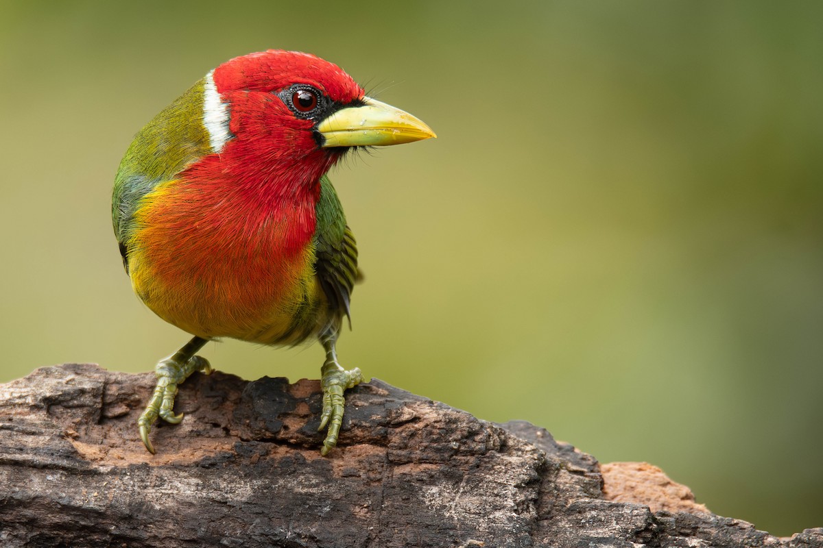 Red-headed Barbet - ML621474770