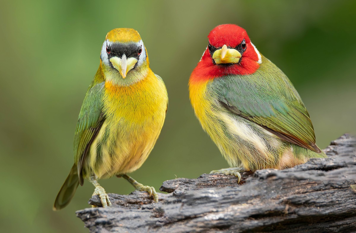 Red-headed Barbet - ML621474773