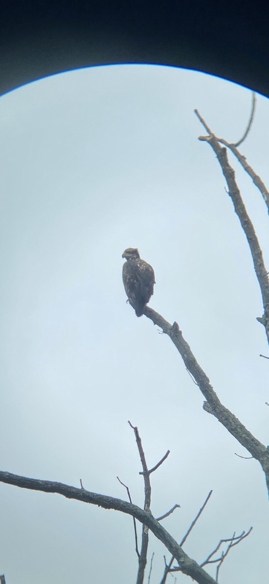 Bald Eagle - ML621474780