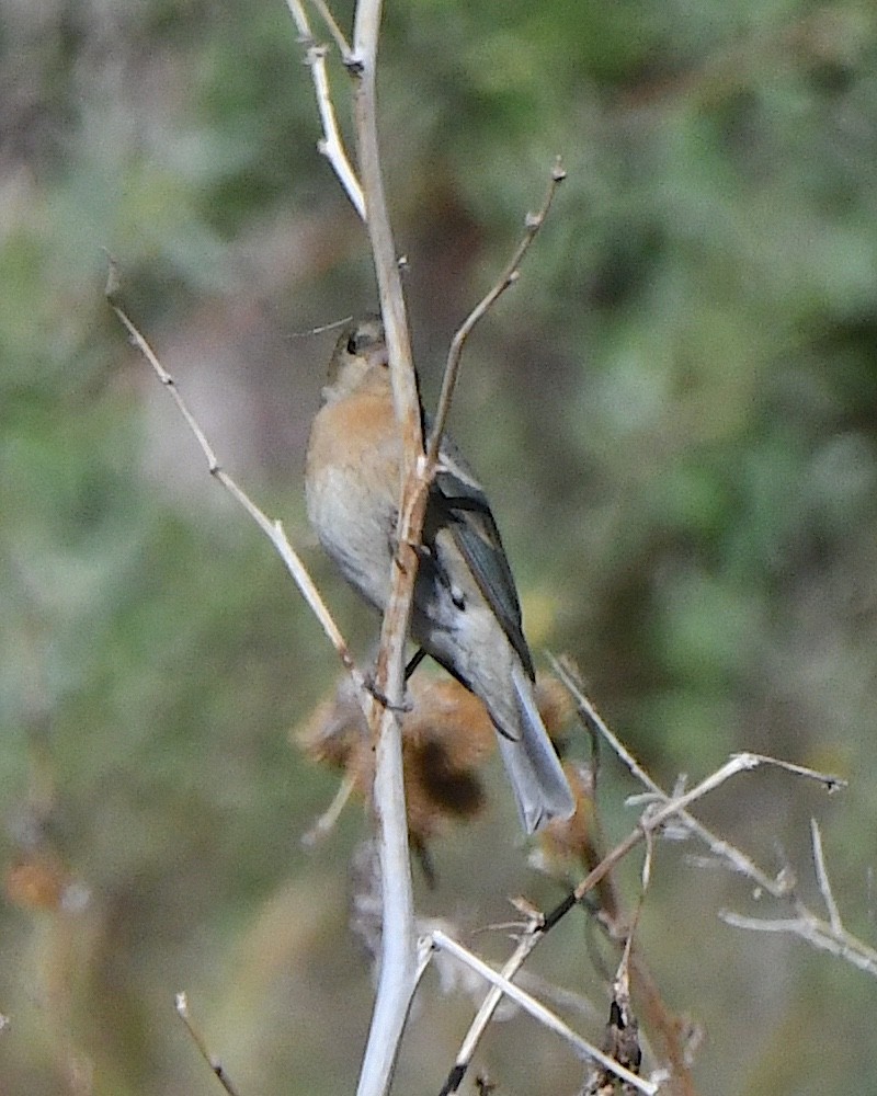 Lazuli Bunting - Ted Wolff