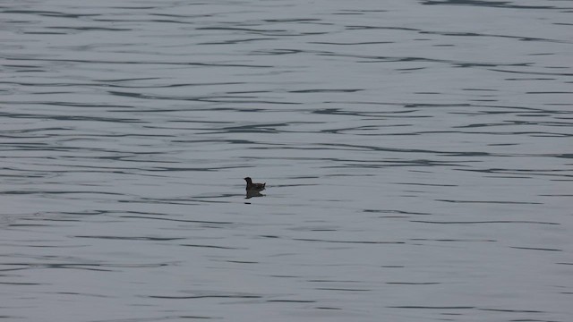 Marbled Murrelet - ML621474893