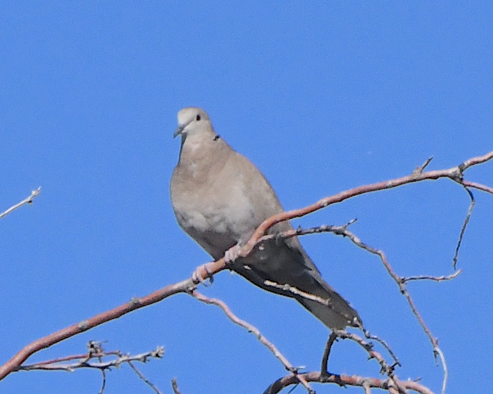 Mourning Dove - Ted Wolff