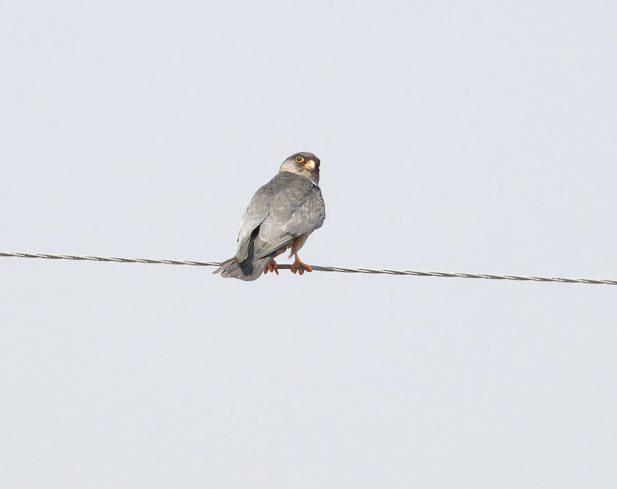 Red-footed Falcon - ML621475027