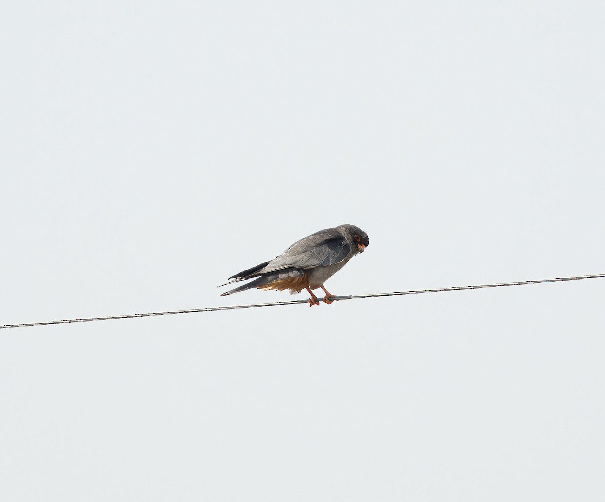 Red-footed Falcon - ML621475028