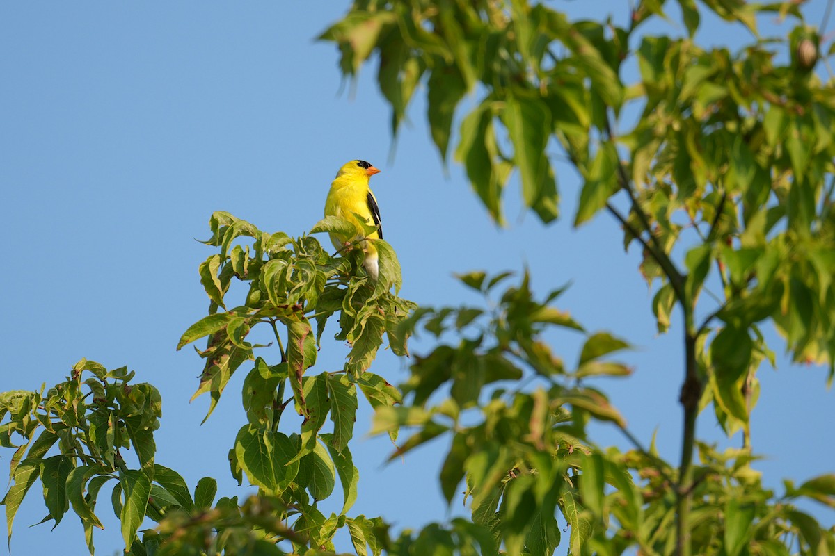 American Goldfinch - ML621475089