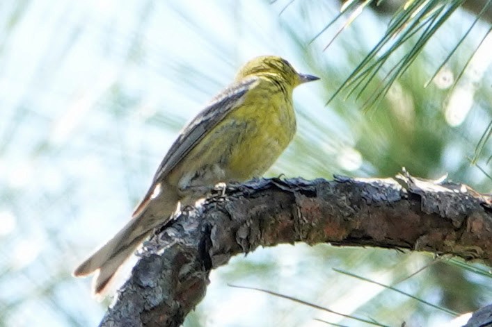 Pine Warbler - ML621475138