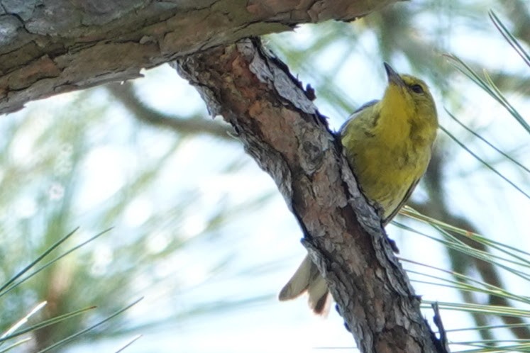 Pine Warbler - ML621475383