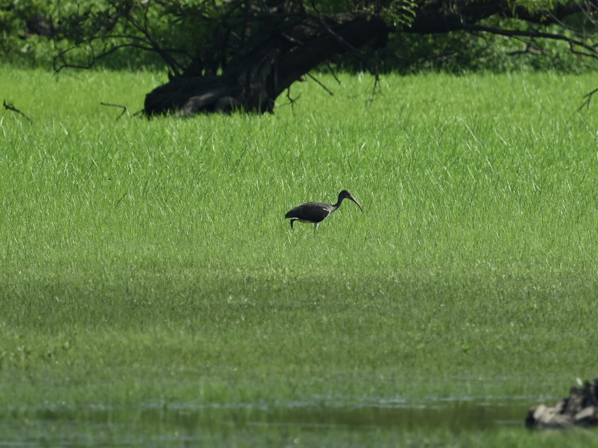 White Ibis - ML621475414