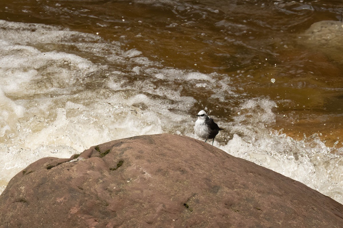 Weißkopf-Wasseramsel - ML621475447