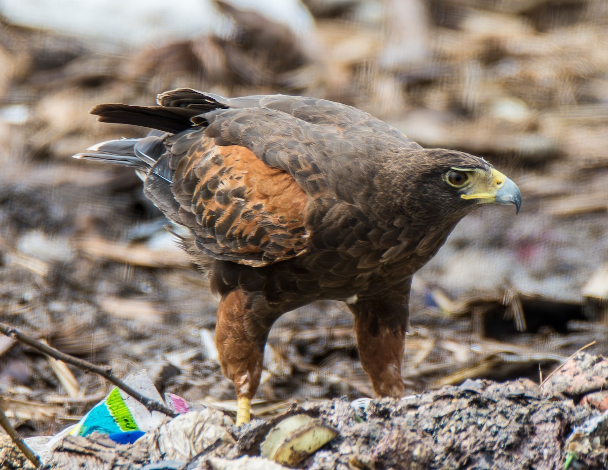 Harris's Hawk - ML621475471