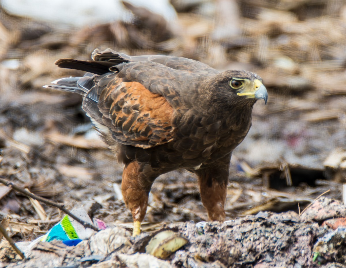 Harris's Hawk - ML621475472