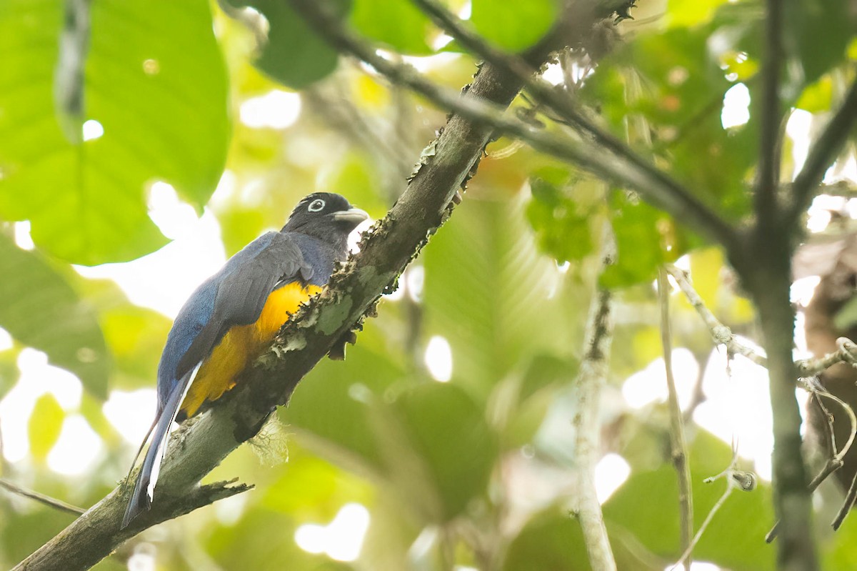 trogon zelenohřbetý - ML621475494