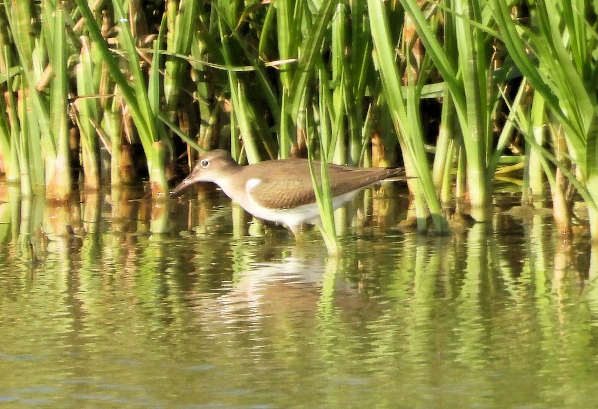 Spotted Sandpiper - ML621475496