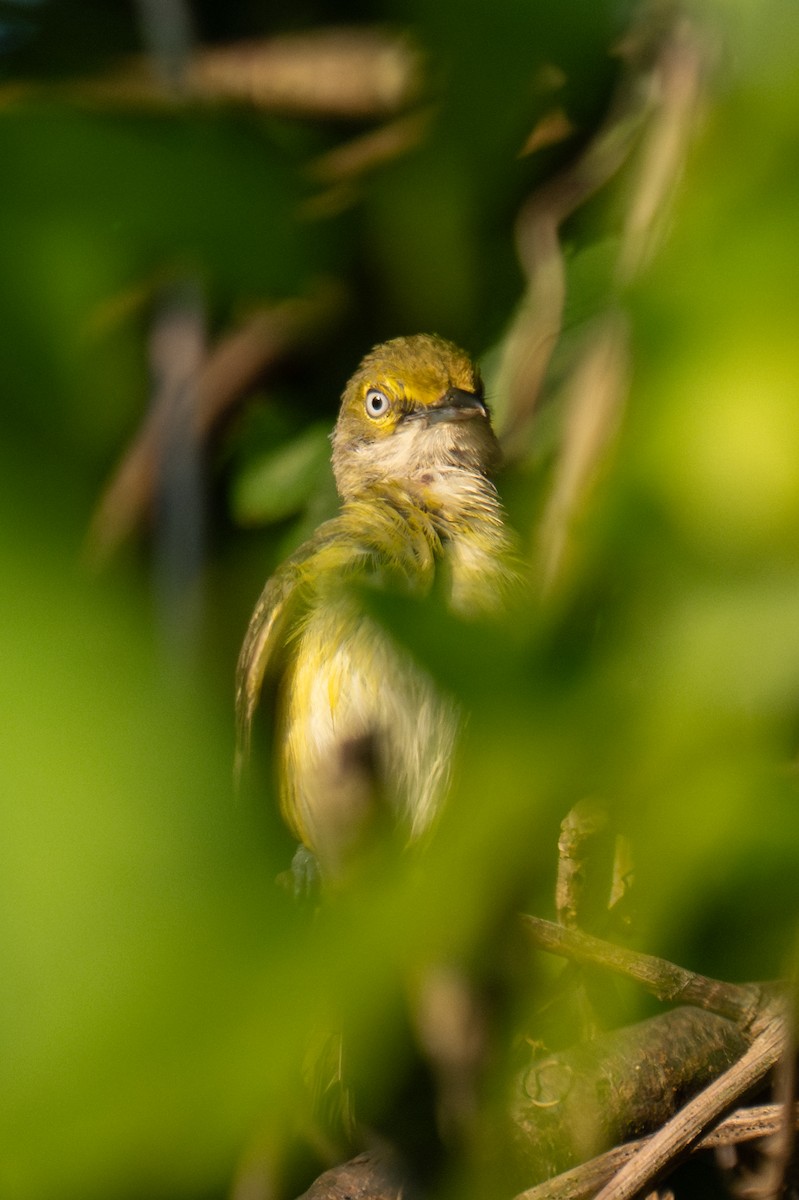 White-eyed Vireo - ML621475515