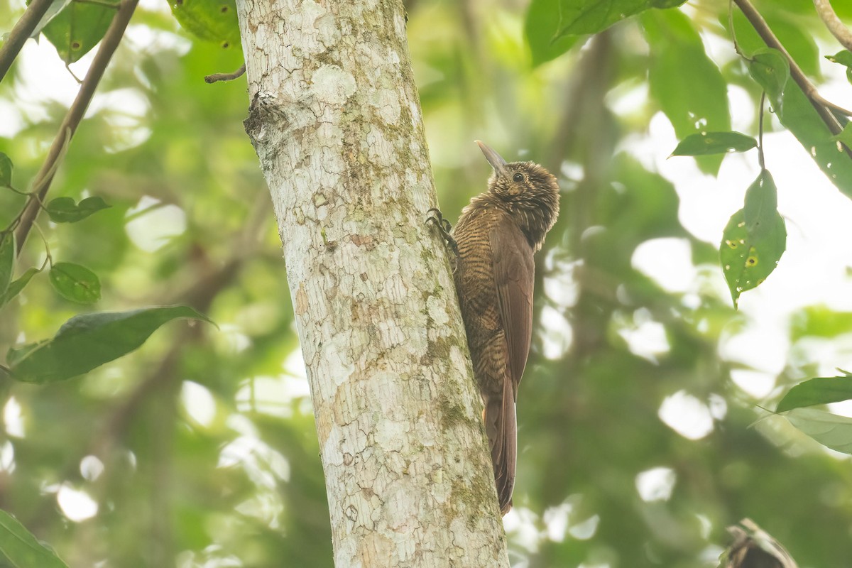 Black-banded Woodcreeper - ML621475516