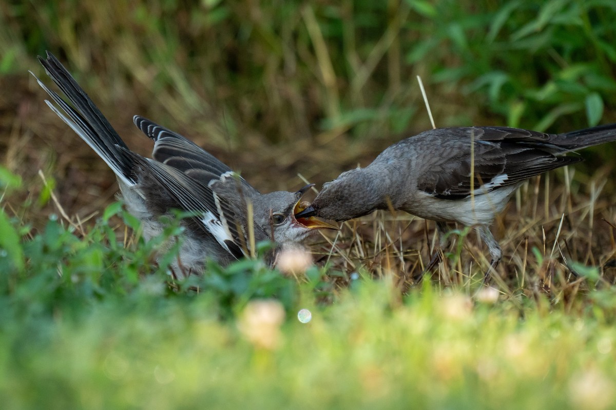 Northern Mockingbird - ML621475531