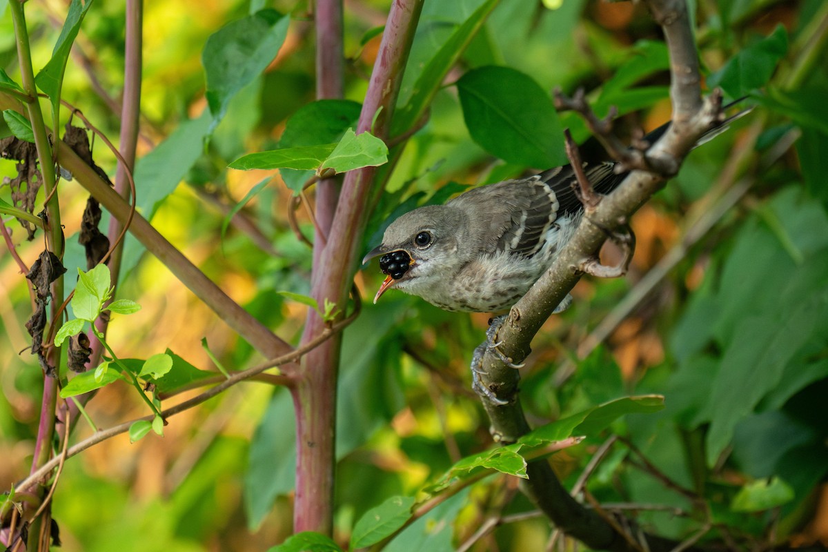 Northern Mockingbird - ML621475534